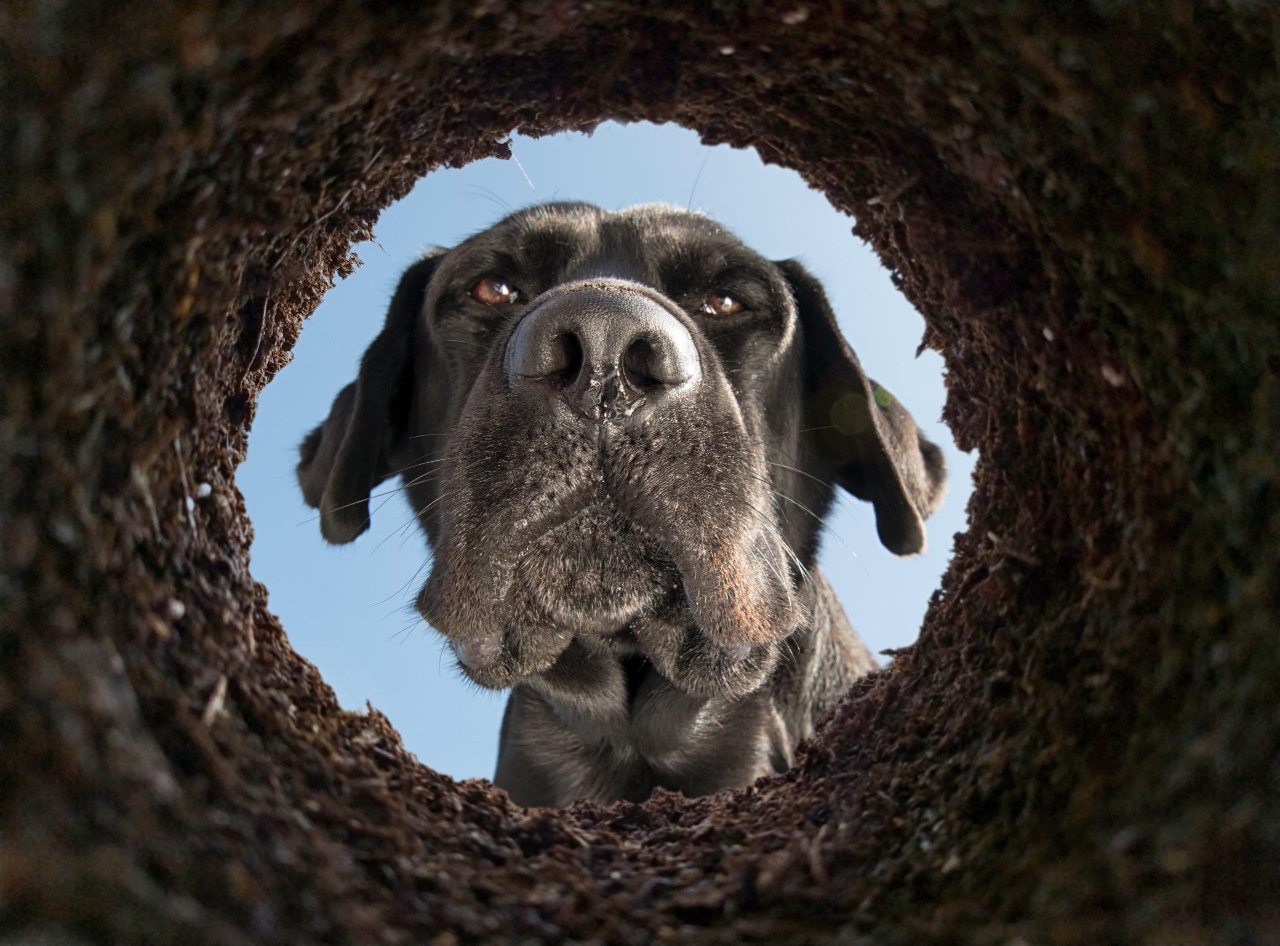 How to discourage your dog from digging.